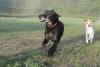 Dogs at Camp