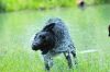 Dogs at Camp