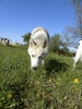 Dogs at Camp