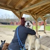 Dogs_at_Camp_Hugs