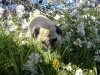 Dogs at Camp