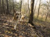 Dogs at Camp