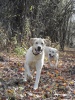 Dogs at Camp