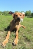 Dogs at Camp
