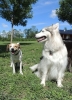 Dogs at Camp