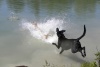 Dogs at Camp