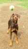 Dogs at Camp