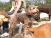 Dogs at Camp