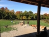 Dogs at Camp