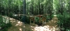 Dogs at Camp
