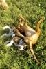 Dogs at Camp