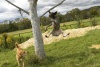 Dogs at Camp