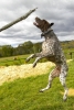 Dogs at Camp