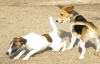Dogs at Camp