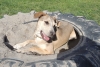 Dogs at Camp