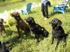 Dogs at Camp