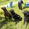 Dogs at Camp