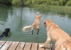 Dogs at Camp
