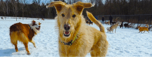 Dogs at Camp