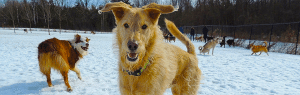 Dogs at Camp
