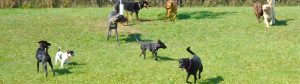 Dogs at Camp