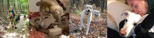 Dogs at Camp Activities
