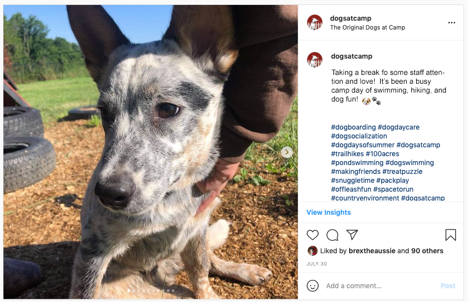 Dogs at Camp Instagram