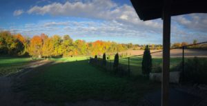 Dogs at Camp | Fall