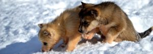 Dogs at Camp