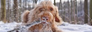 Dogs at Camp