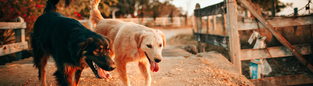 Dogs at Camp Dogs