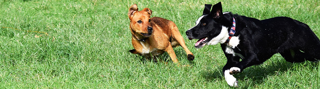 Dogs at Camp