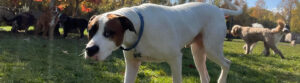 Dogs at Camp in Fall