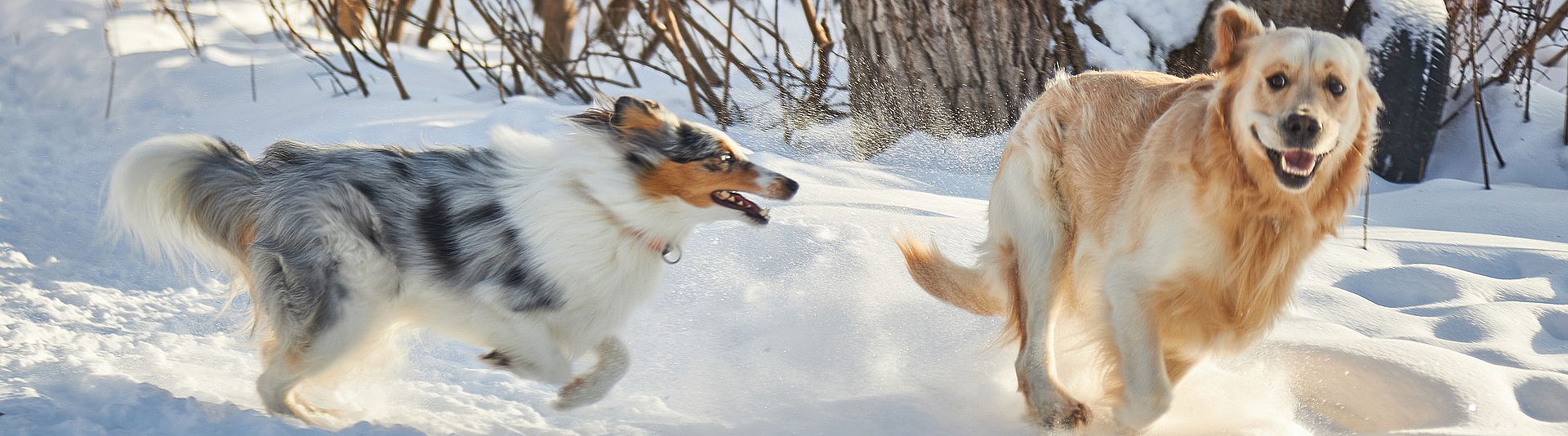 Dogs at Camp Winter Fun