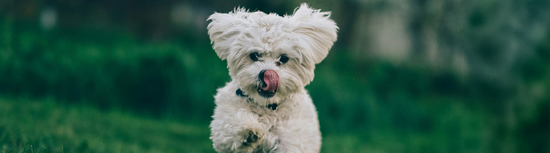 Dogs at Camp Video