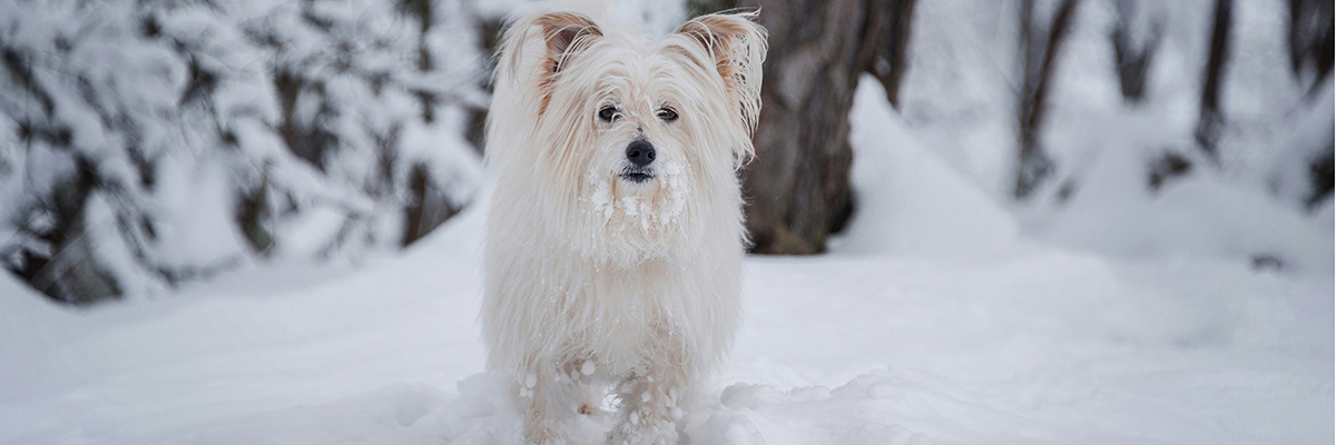 Dogs at Camp Winter