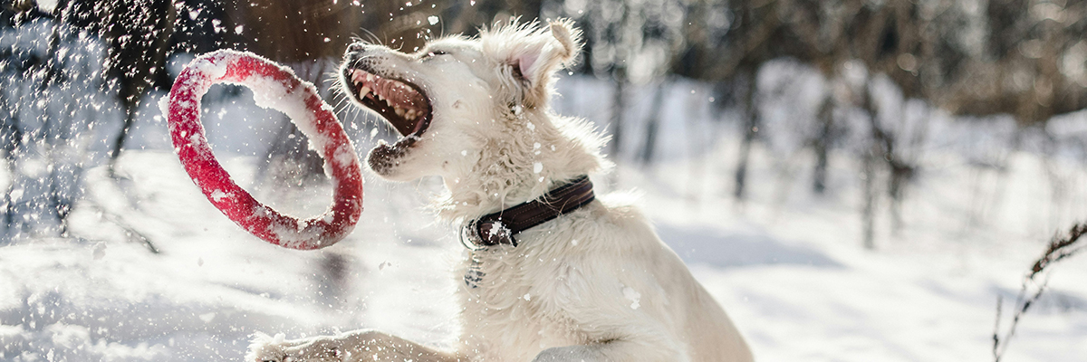 Dogs at Camp Winter