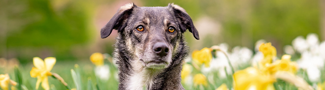 Senior dog at camp.