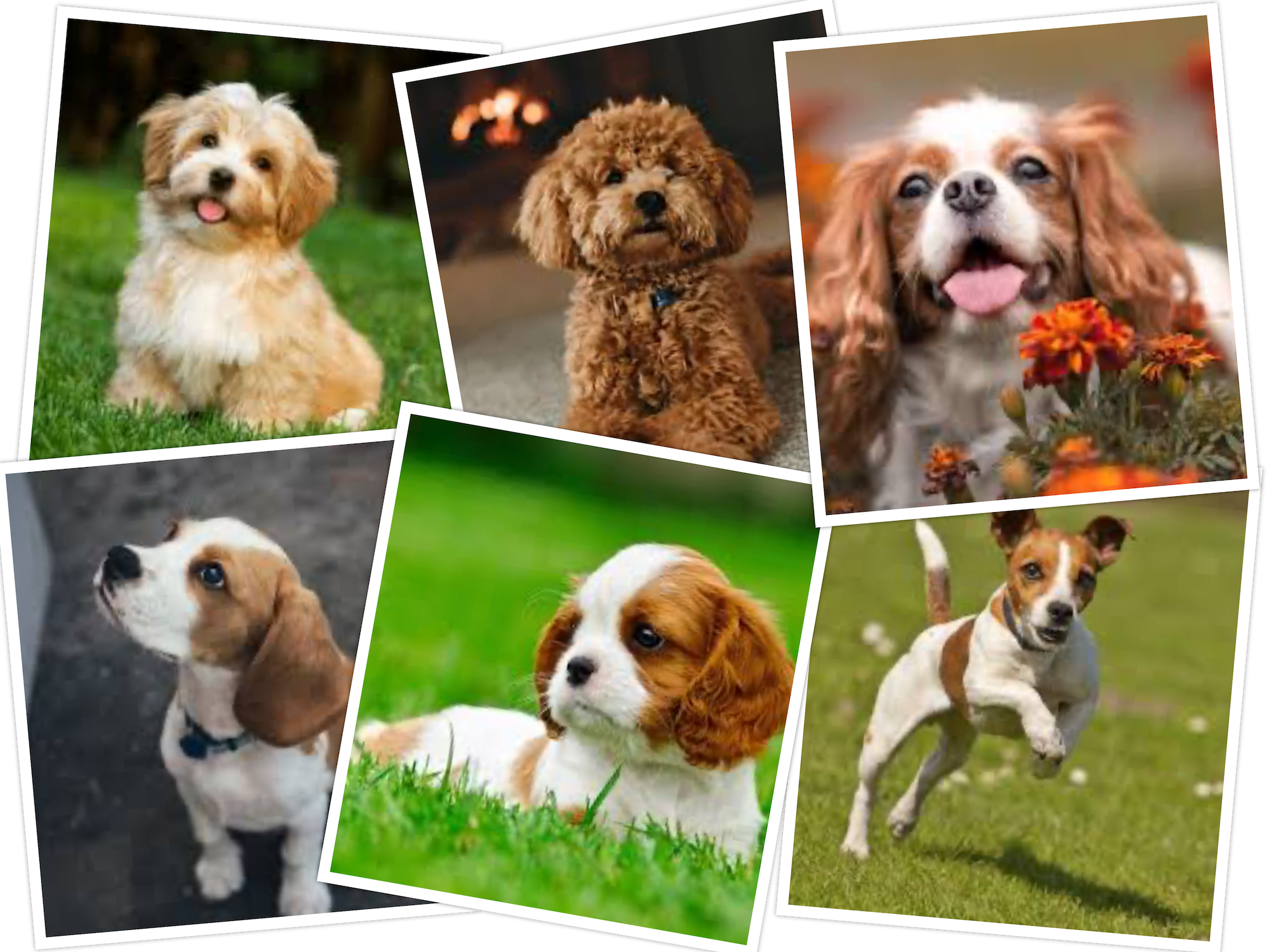 Small Dogs