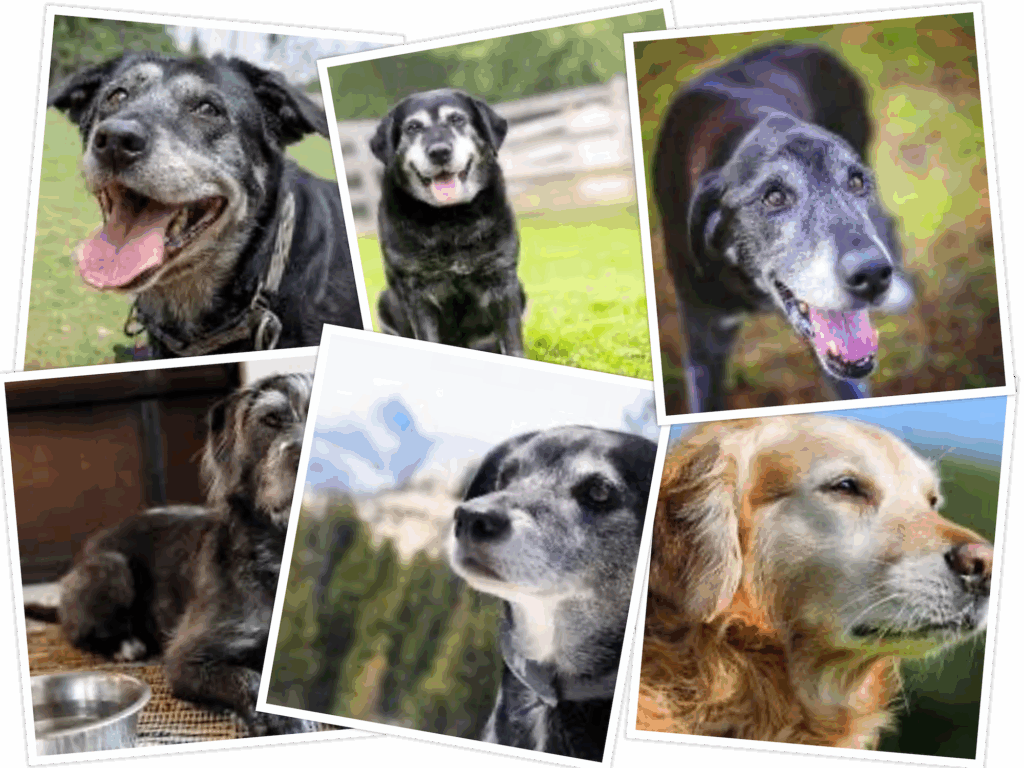 Senior Dogs | Dogs at Camp