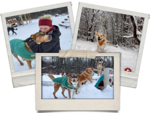 Dogs at Camp Photos