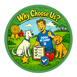 Why Choose Dogs at Camp?