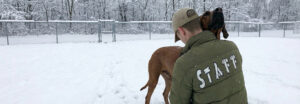 Dogs at Camp Hugs