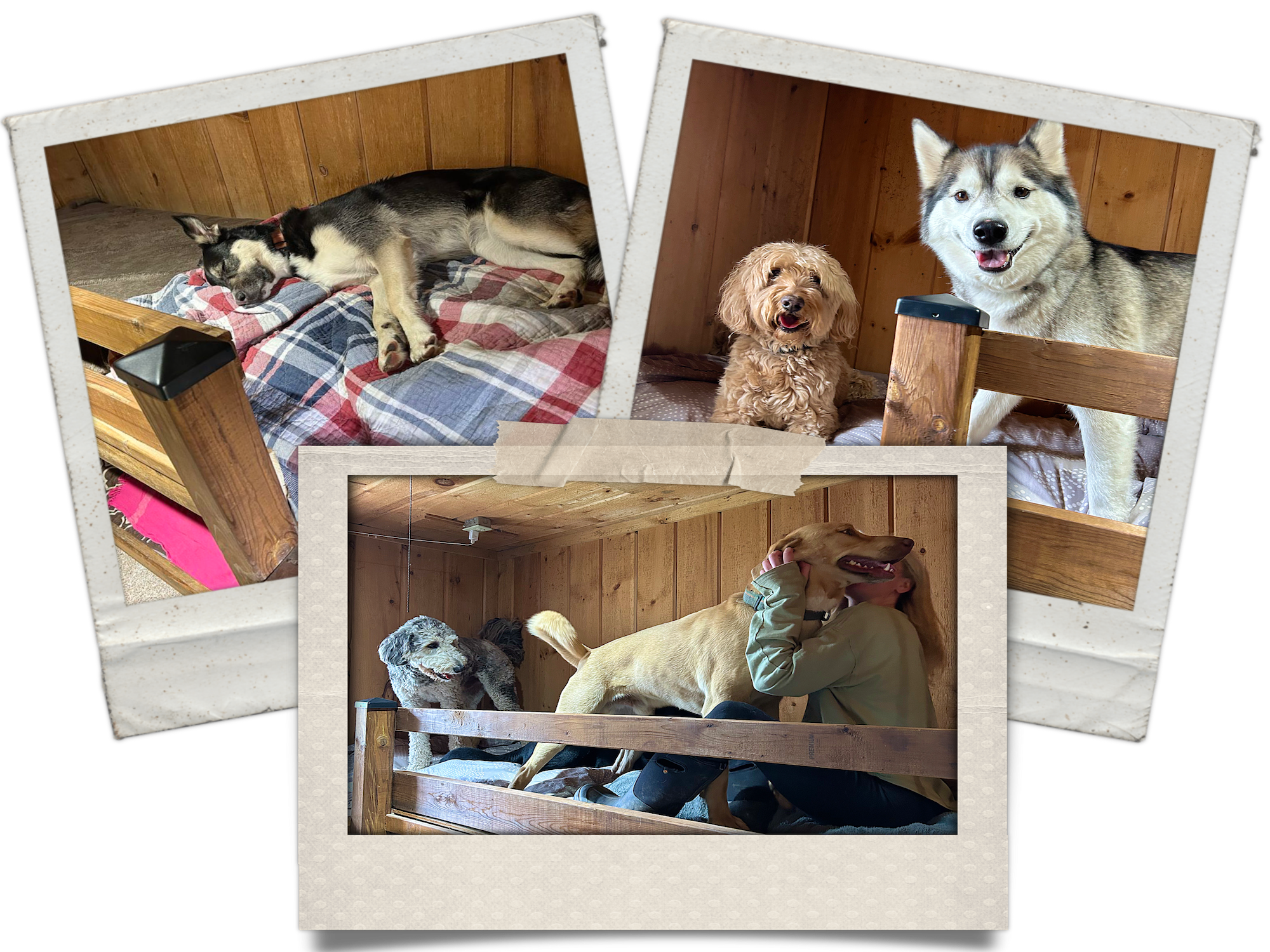 Dog resting comfortably on an indoor bed during overnight dog boarding