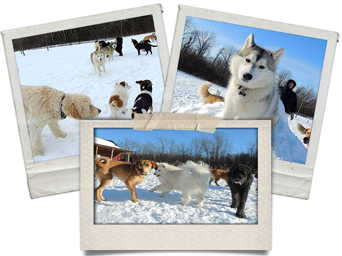 Supervised outdoor play at overnight dog boarding camp