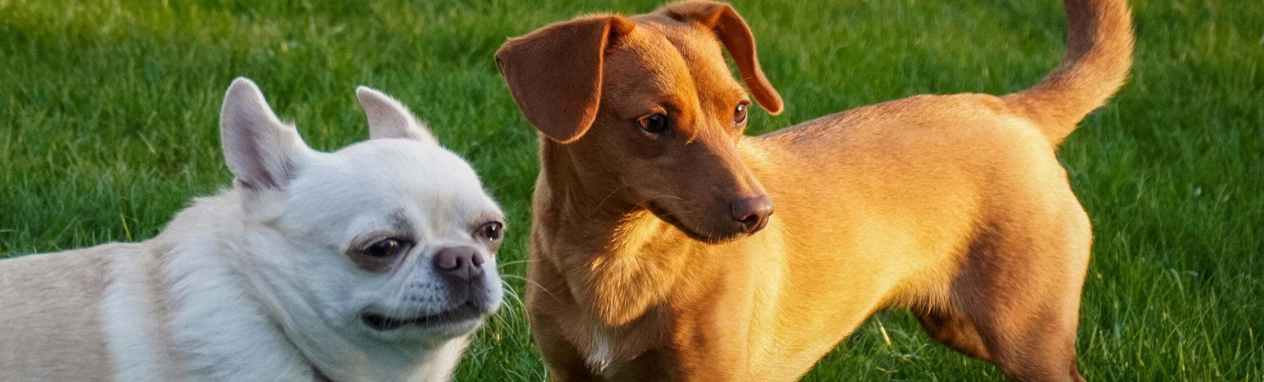 Dogs at Camp Playtime