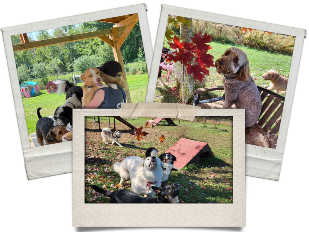 Dogs at Camp Boarding