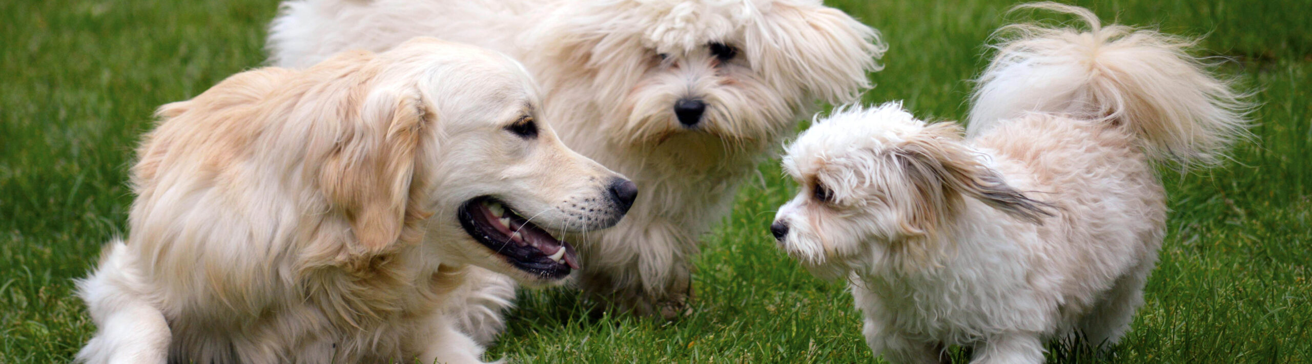 Will my dog fit in at dogs at camp?