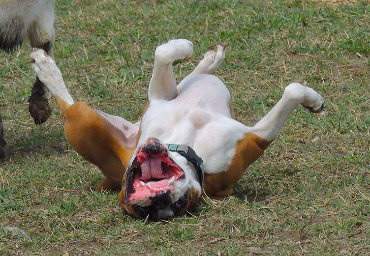 Ahhhh...back scratches!