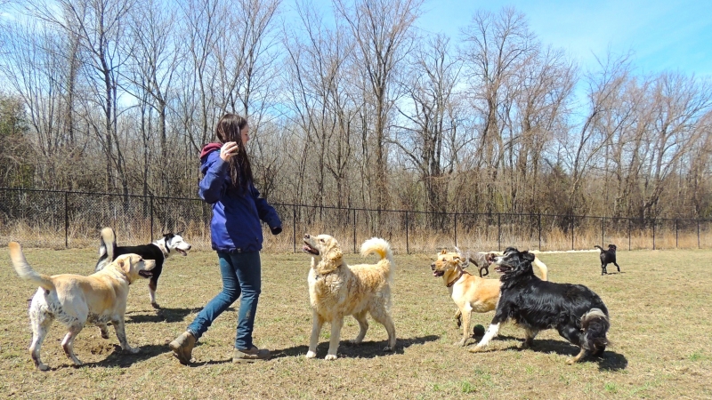 Dogs at Camp